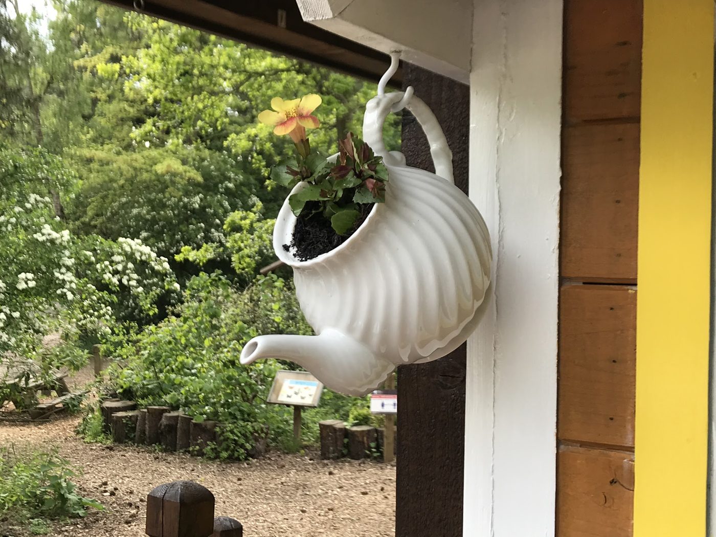 A teapot planter hanging by the door